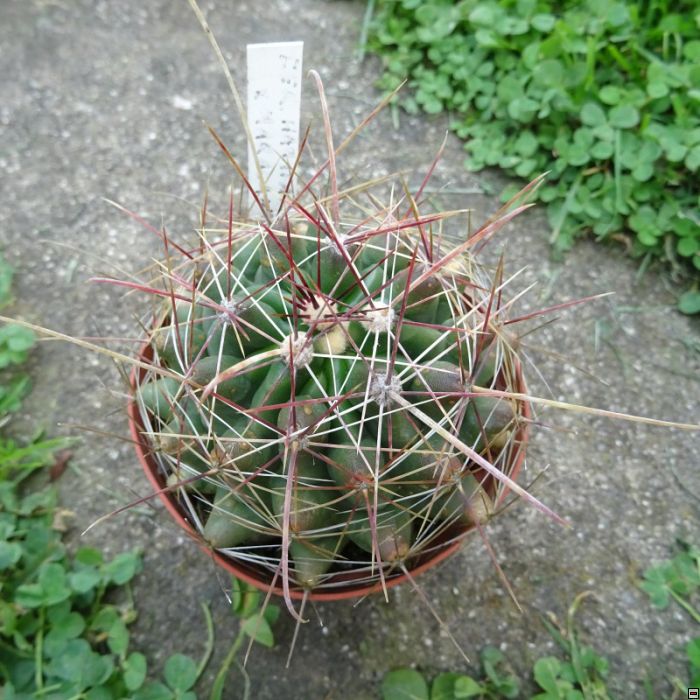 Ferocactus hamatacanthus dawisii x maracanthus 40kč.jpg